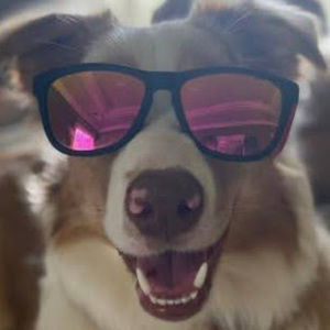 Meet your Posher, Dan